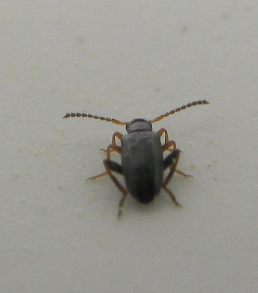 Anidorus nigrinus