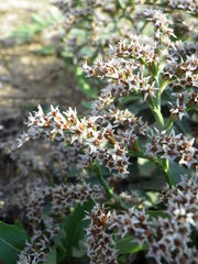 Goniolimon tauricum