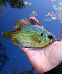 Centrarchus macropterus