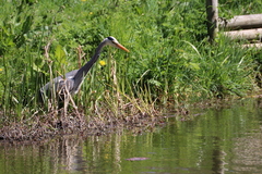 Ardea cinerea