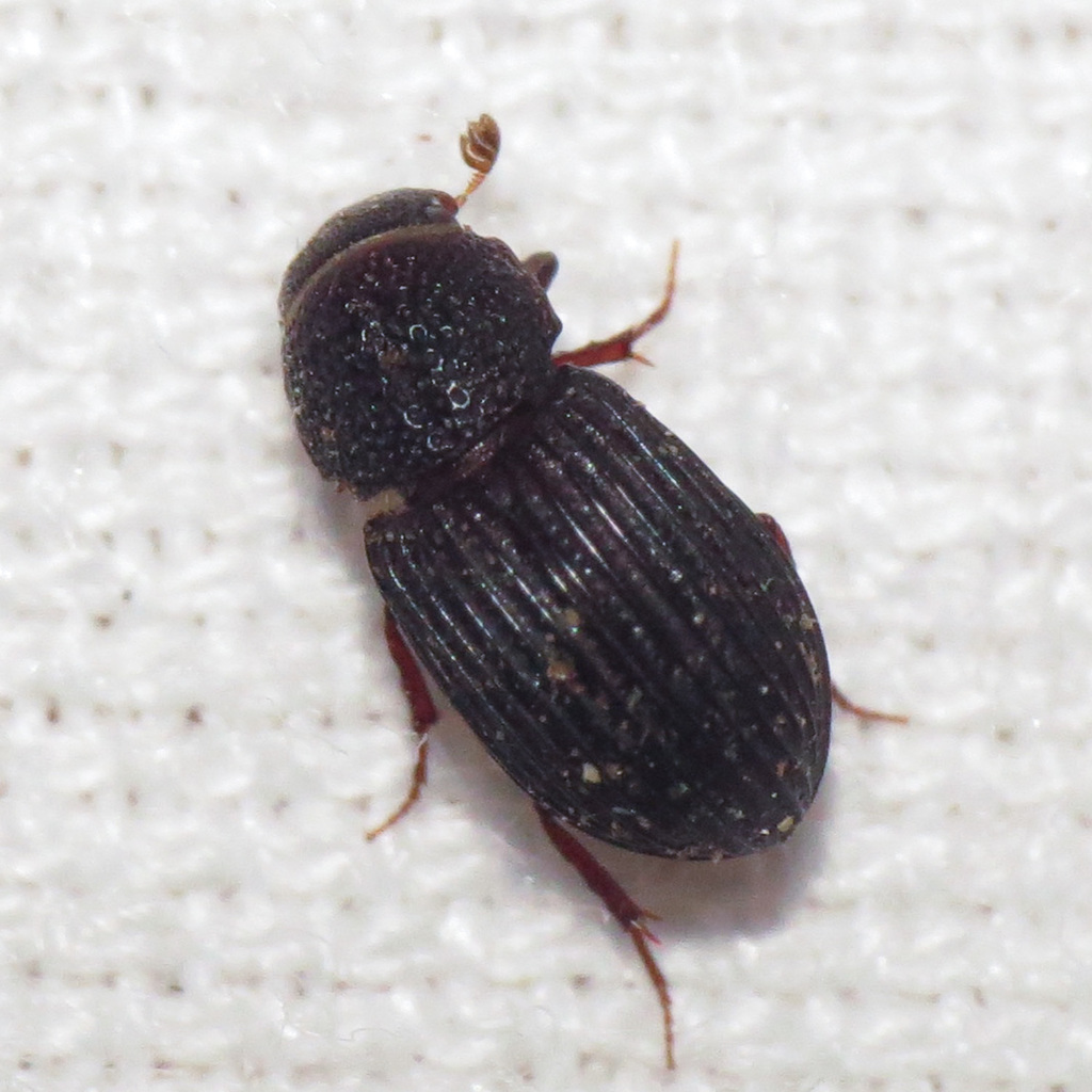 Dialytes striatulus