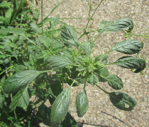 Palmer's Amaranth