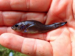 Aphredoderus sayanus