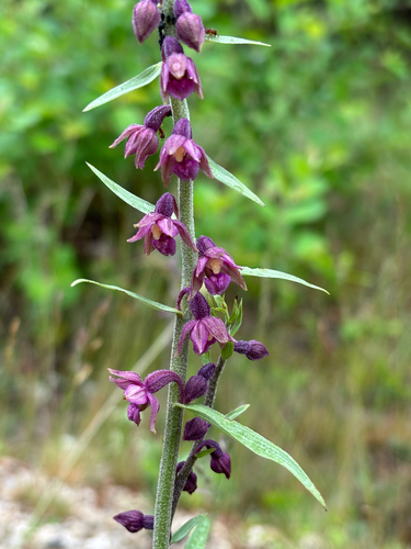 Dark-red Helleborine
