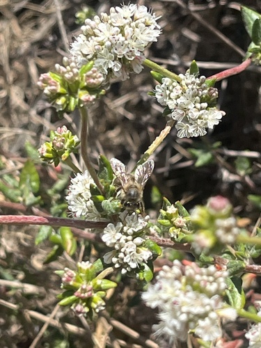 Tansy Mustard Sweat Bee