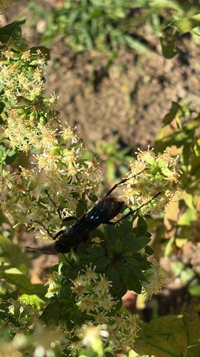Great Black Digger Wasp