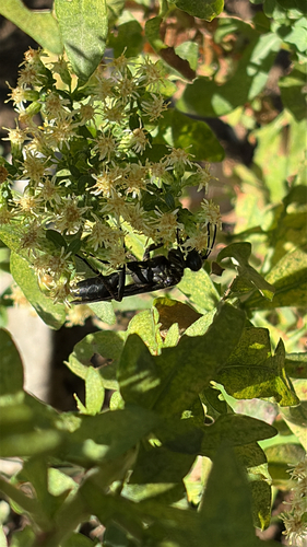 Great Black Digger Wasp