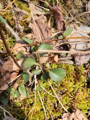 Micranthes virginiensis