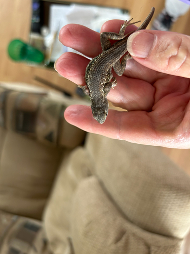 Southwestern Fence Lizard