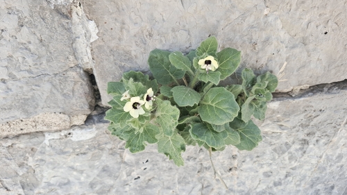 white henbane