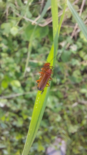 Common Red Soldier Beetle