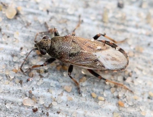 Heterogaster artemisiae Schilling, 1829