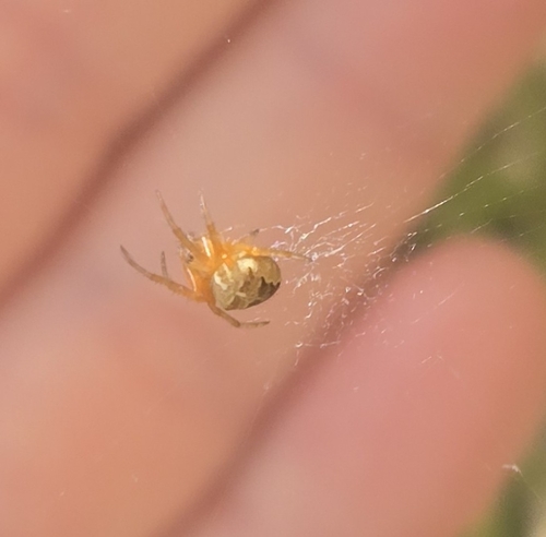 Cross Orbweaver