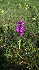 Orchis mascula