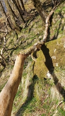 Scolytus