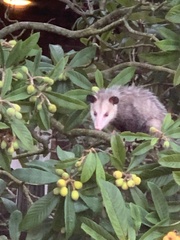 Didelphis virginiana