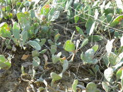 Atriplex verrucifera