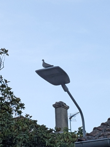 Eurasian Collared-Dove