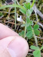 Vicia lathyroides