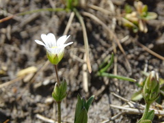 Cerastium