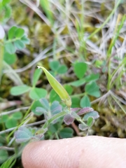 Vicia lathyroides
