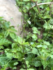 Stellaria reticulivena