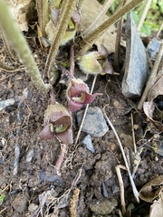 Asarum canadense reflexum