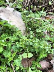 Stellaria reticulivena
