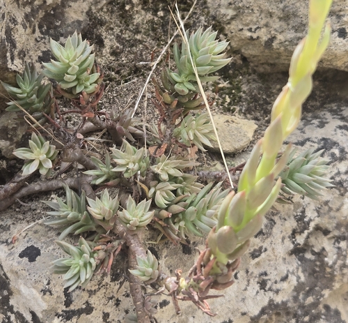 Pale Stonecrop