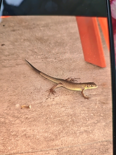 Western Green Lizard