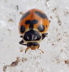 Hippodamia septemmaculata