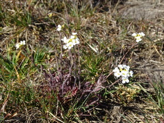 Arabidopsis arenosa