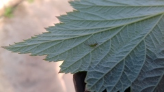 Macrosiphum euphorbiae