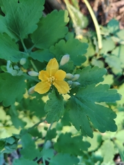 Chelidonium majus