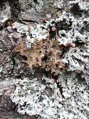 Tuckermanopsis chlorophylla