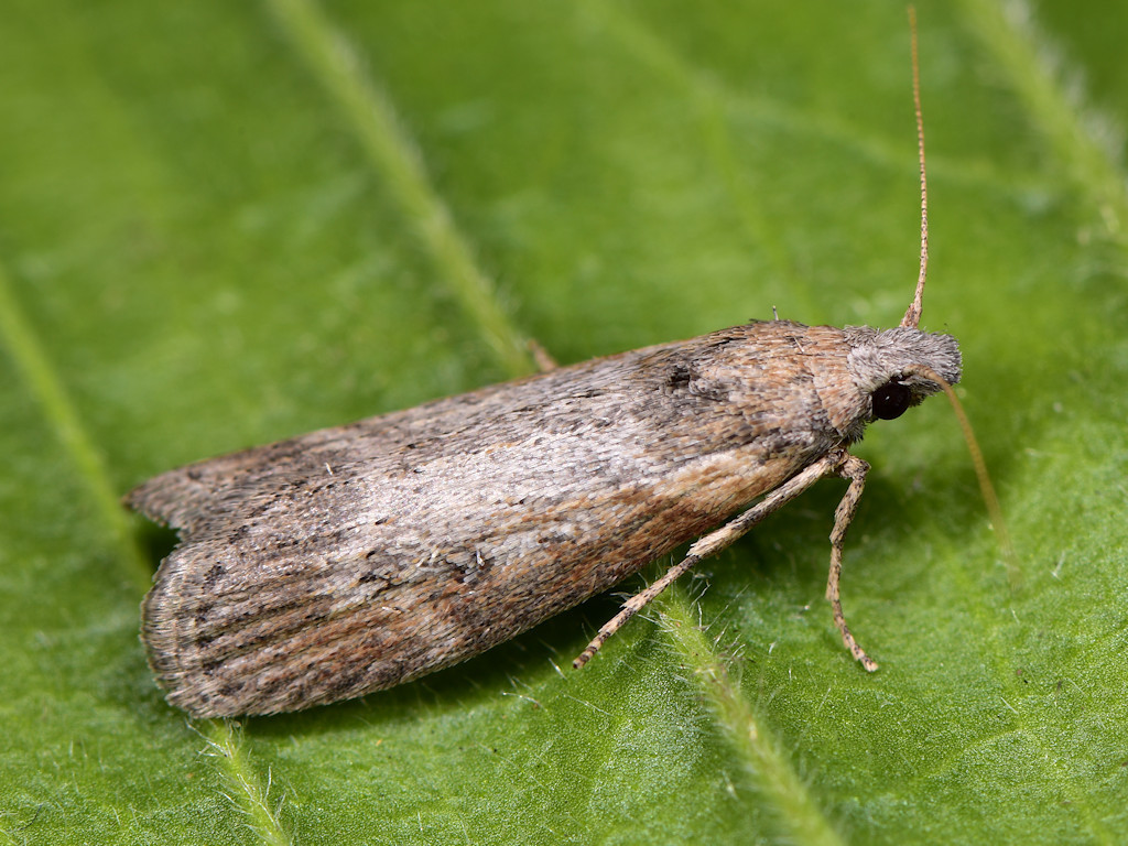 Theresian Moth