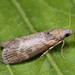 Theresian Moth - Photo (c) Paolo Mazzei, some rights reserved (CC BY-NC), uploaded by Paolo Mazzei