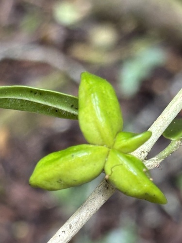 Melicope barbigera observed 2026-06-09