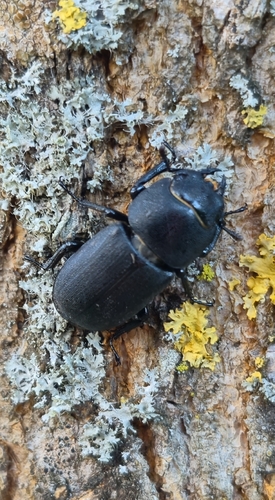 Lesser Stag Beetle