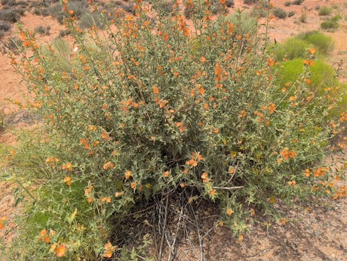 spear globemallow