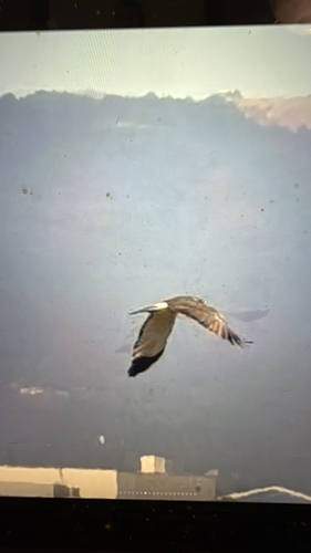 Northern Harrier