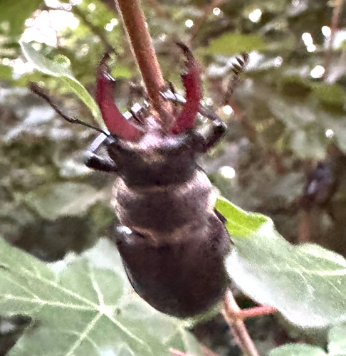 European Stag Beetle