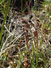 Luzula campestris