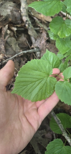Viburnum molle, photograph 6