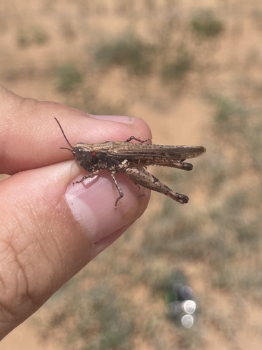 Texas Range Grasshopper