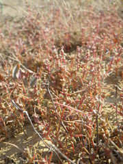 Petrosimonia oppositifolia