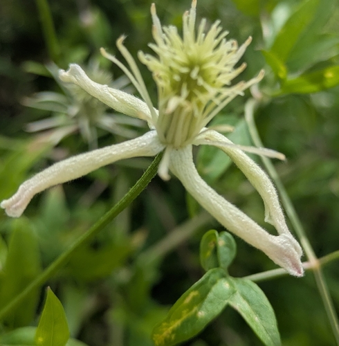 Old Man's Beard Clematis