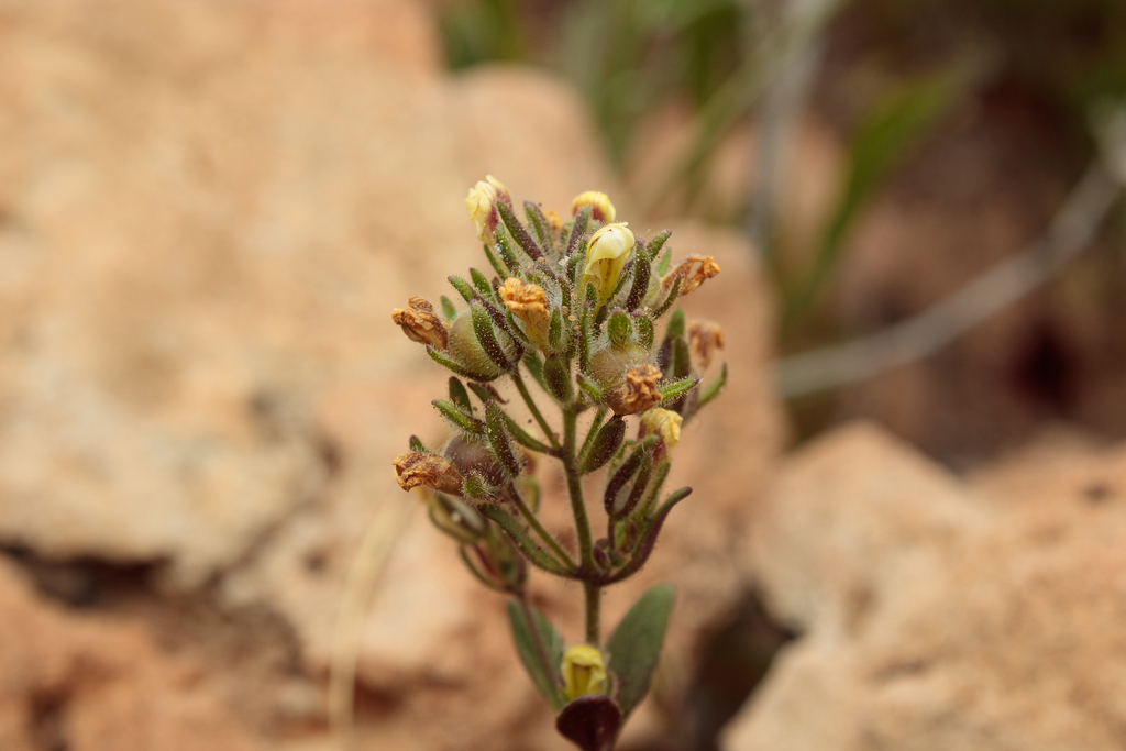 Chaenorhinum suttonii