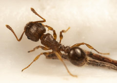 Tetramorium frigidum