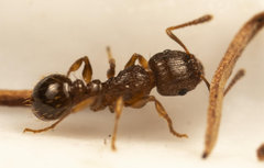 Tetramorium frigidum